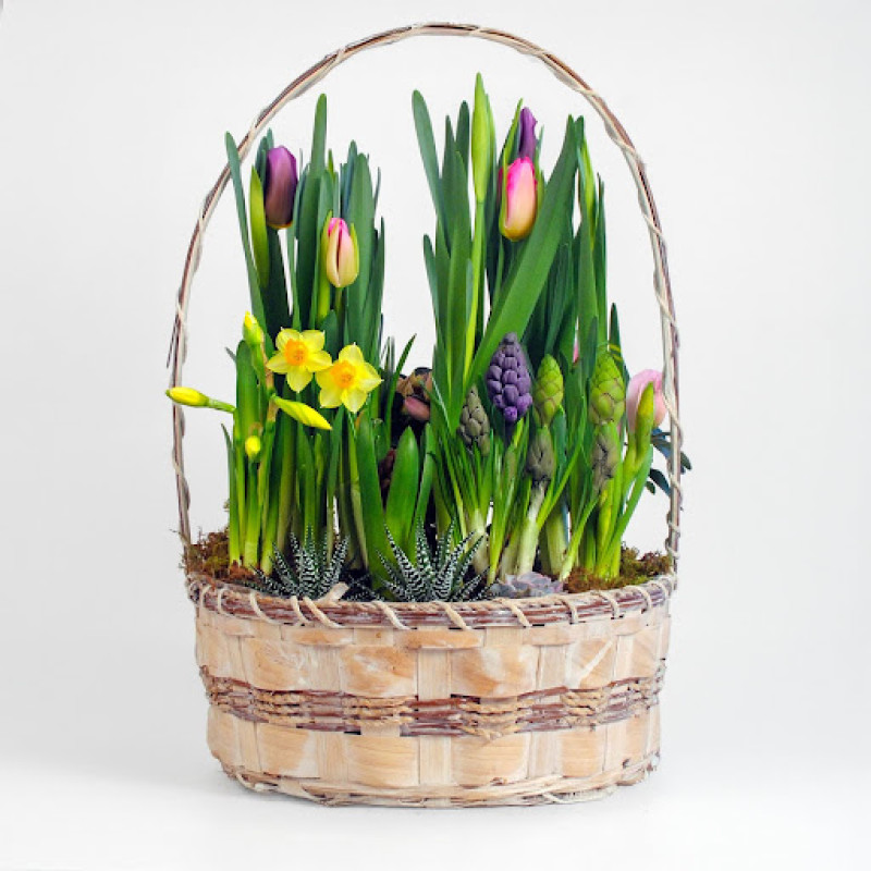 Bright Bulb Garden - Same Day Delivery