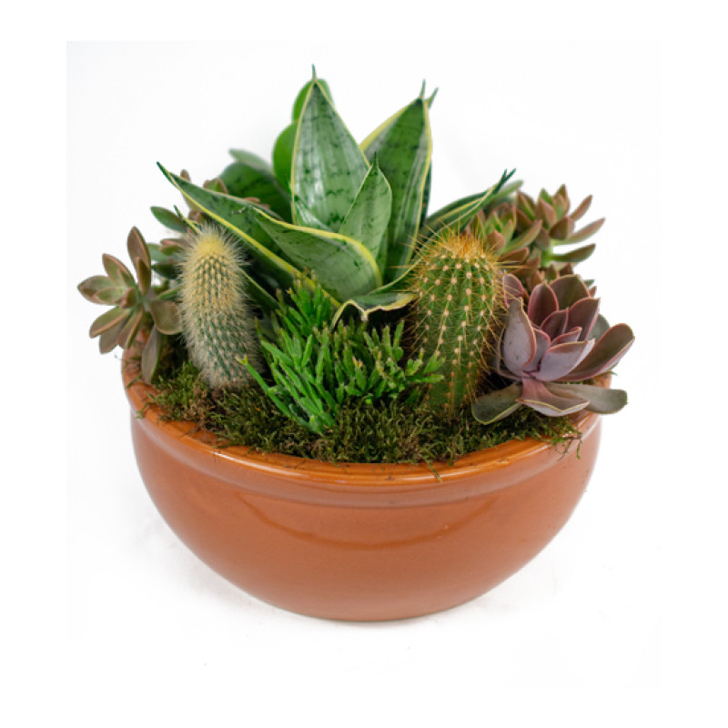 Southwest Succulent Cactus Garden - Same Day Delivery