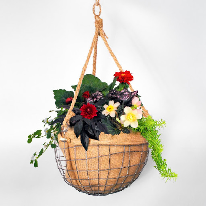 Color Splash Outdoor Hanging Porch Planter - Same Day Delivery