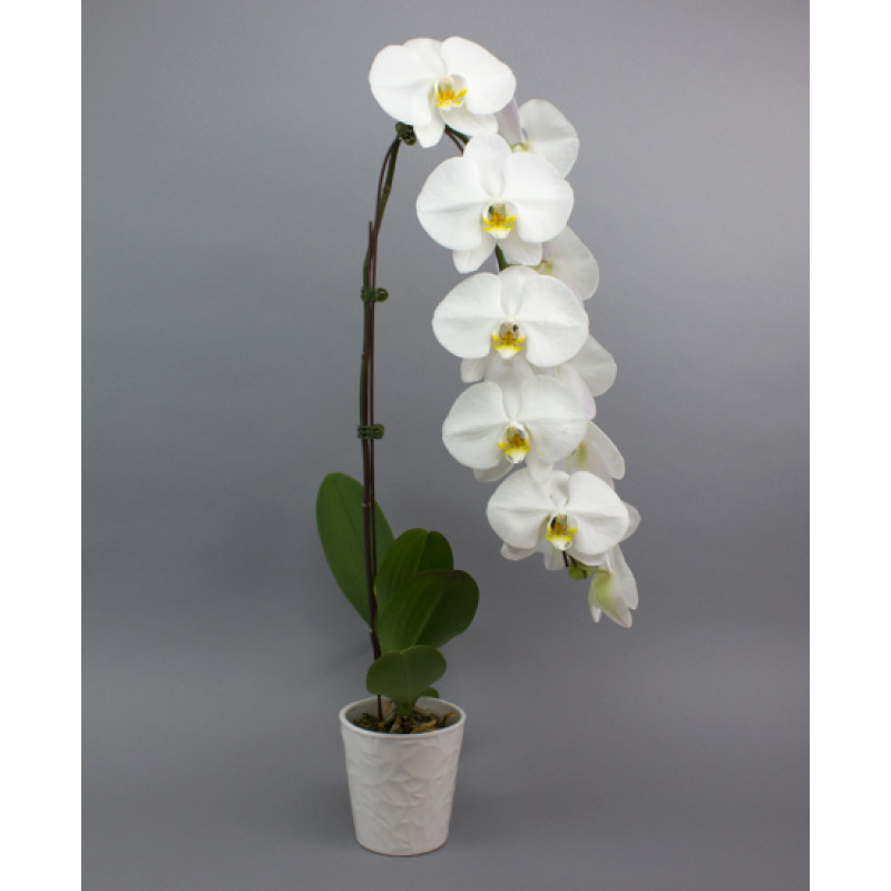 Oh My Orchid - Same Day Delivery