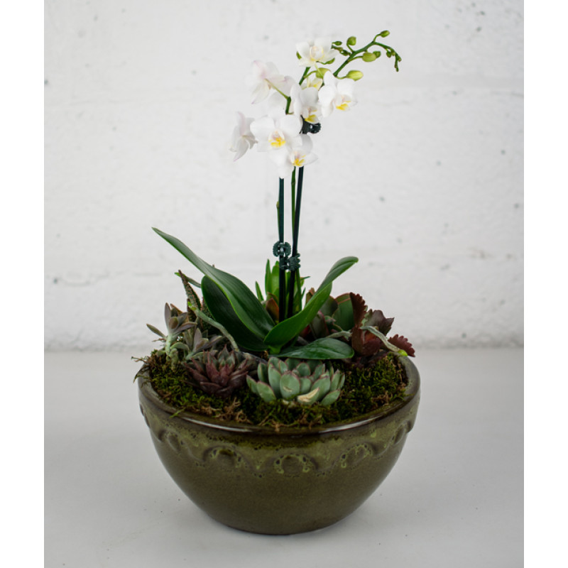 Small Orchid and Succulent Garden - Same Day Delivery