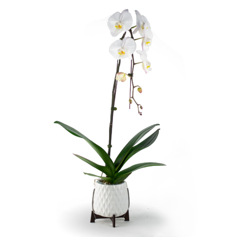 Mod Orchid Planter  - Same Day Delivery