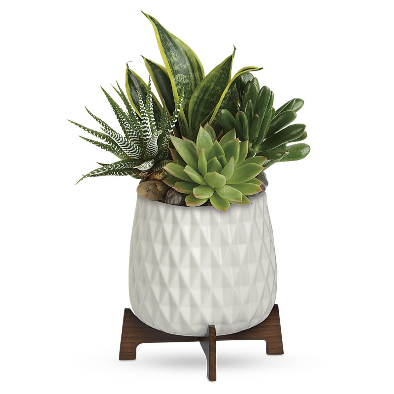 Modern Mood Succulent Garden - Same Day Delivery