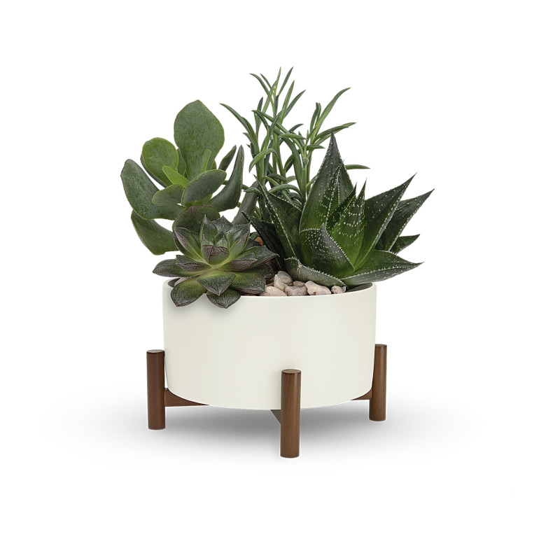 Mid Century Garden - Same Day Delivery