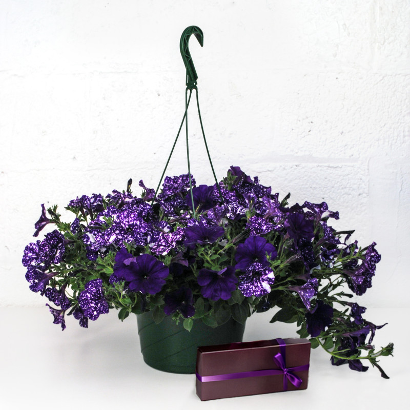 Sweet Cascading Petunia Bundle - Same Day Delivery
