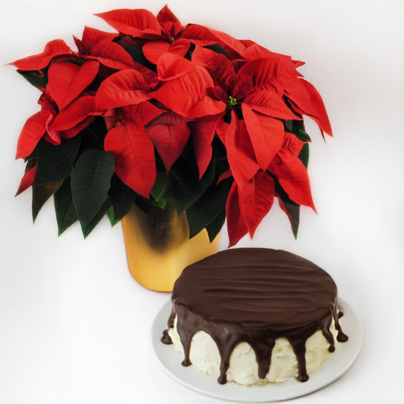 Winter Indulgence Bundle - Same Day Delivery