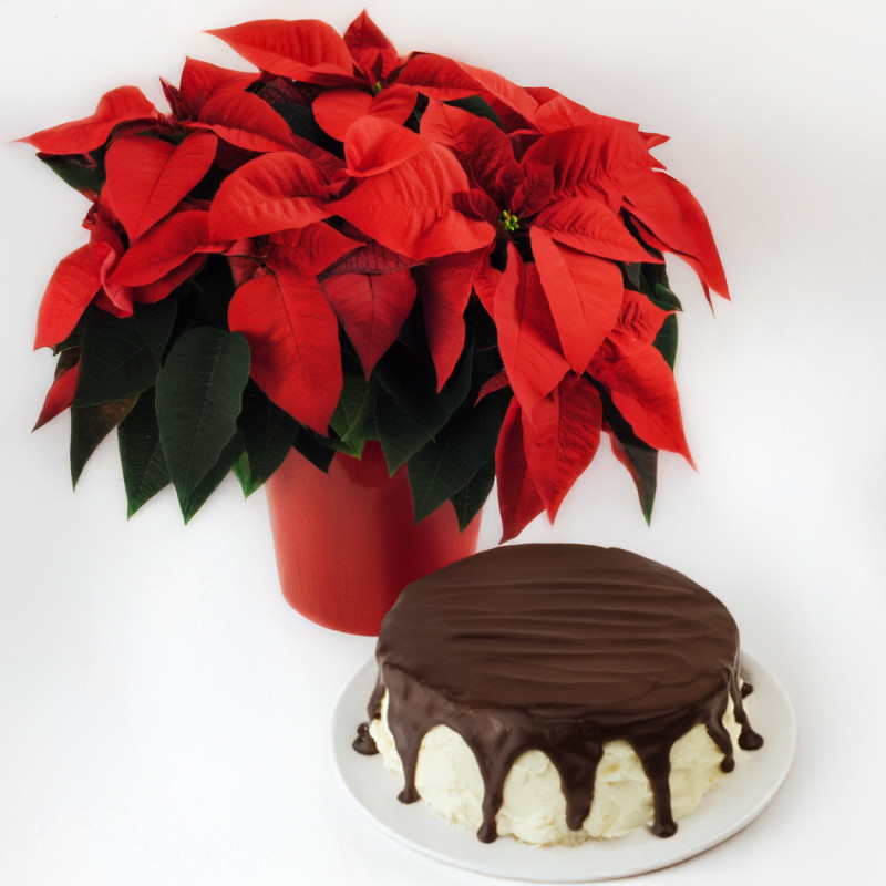 Winter Indulgence Bundle - Same Day Delivery