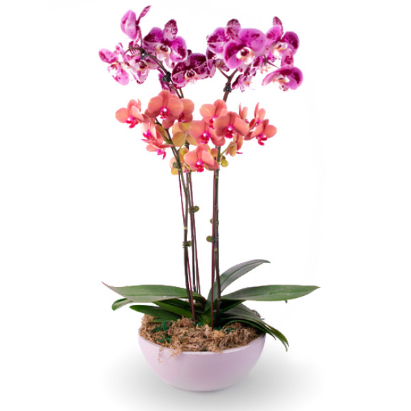 Valentines Day Plants Valentine Plants Valentines Plants Plants Valentines Rockcastle Florist