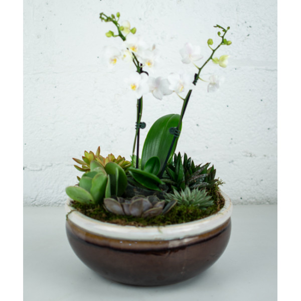 Medium Orchid and Succulent Garden