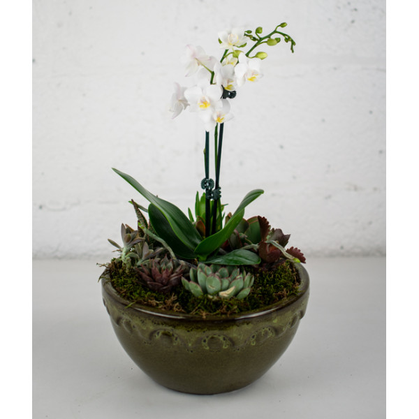Small Orchid and Succulent Garden